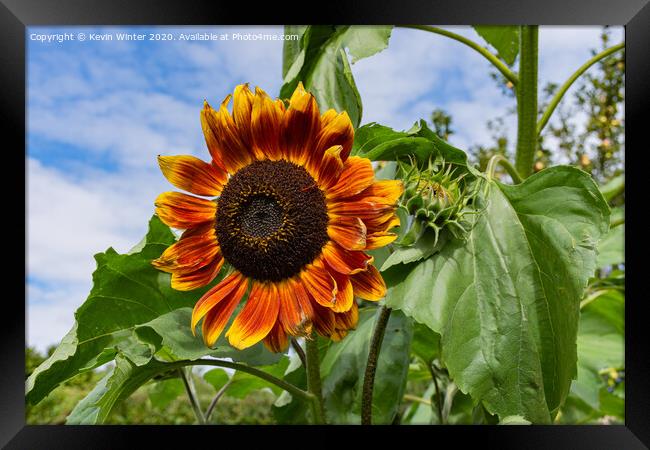 Sunflower Framed Print by Kevin Winter