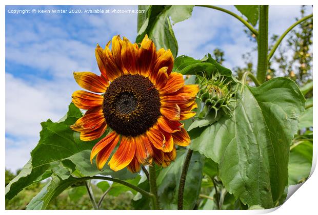 Sunflower Print by Kevin Winter