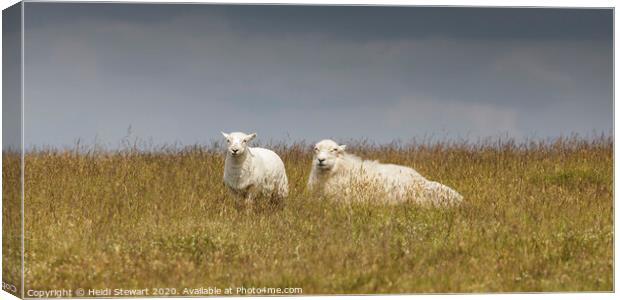 Two Sheep Keeping a Watchful Eye Canvas Print by Heidi Stewart