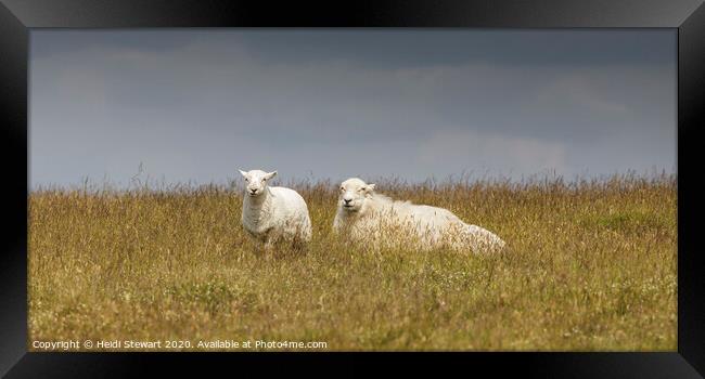 Two Sheep Keeping a Watchful Eye Framed Print by Heidi Stewart