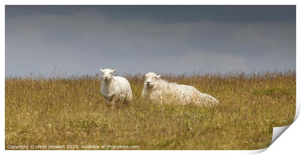 Two Sheep Keeping a Watchful Eye Print by Heidi Stewart