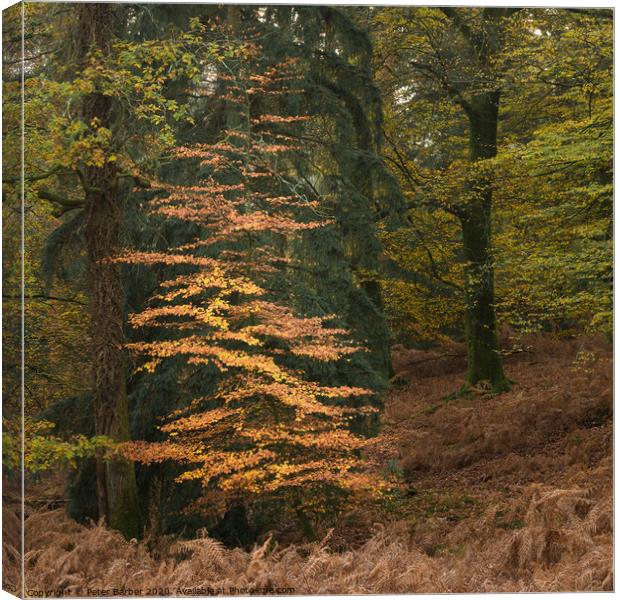 New Forest Sapling Canvas Print by Peter Barber