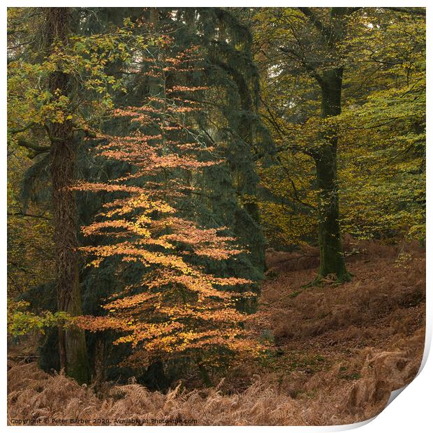 New Forest Sapling Print by Peter Barber