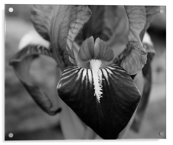Iris Acrylic by anurag gupta