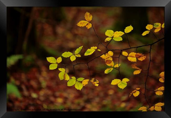 Luminous leaves Framed Print by Simon Johnson