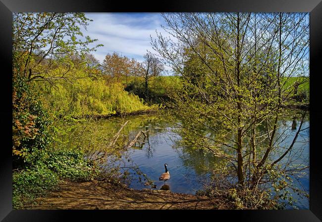 Graves Park Pond Framed Print by Darren Galpin