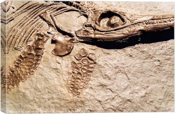Detail of a fossil Ichthyosaurus. Canvas Print by Joaquin Corbalan