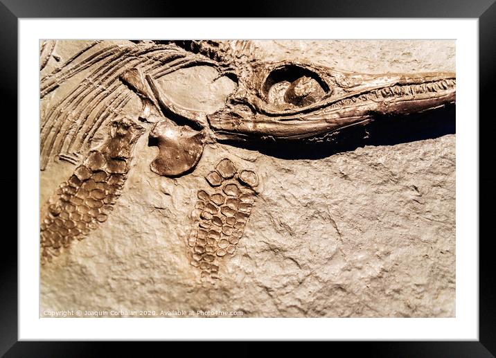 Detail of a fossil Ichthyosaurus. Framed Mounted Print by Joaquin Corbalan