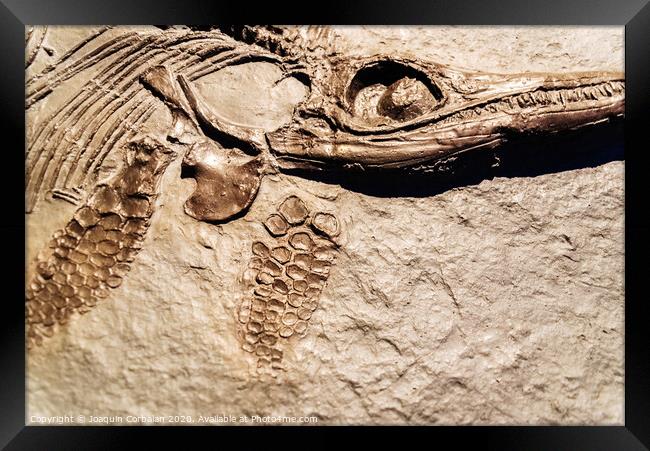 Detail of a fossil Ichthyosaurus. Framed Print by Joaquin Corbalan