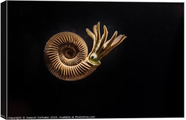 Reconstruction of an Ammonites Dactylioceras commune Canvas Print by Joaquin Corbalan