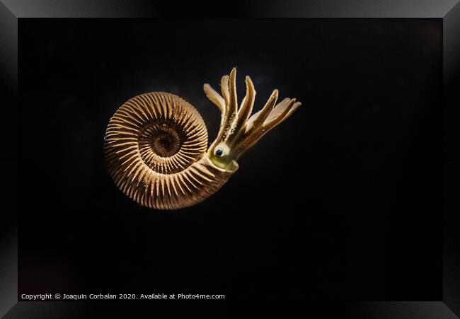 Reconstruction of an Ammonites Dactylioceras commune Framed Print by Joaquin Corbalan