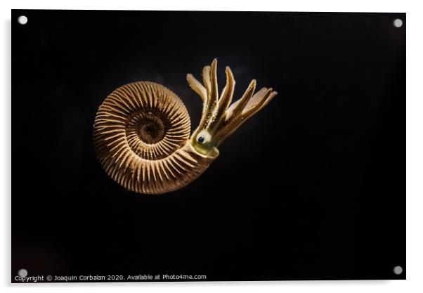 Reconstruction of an Ammonites Dactylioceras commune Acrylic by Joaquin Corbalan