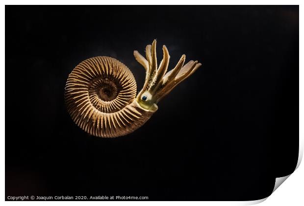 Reconstruction of an Ammonites Dactylioceras commune Print by Joaquin Corbalan