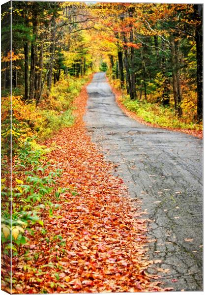 White Mountains backroad. Canvas Print by David Birchall