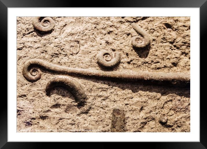 Fosil from a well-preserved trilacinoceras. Framed Mounted Print by Joaquin Corbalan