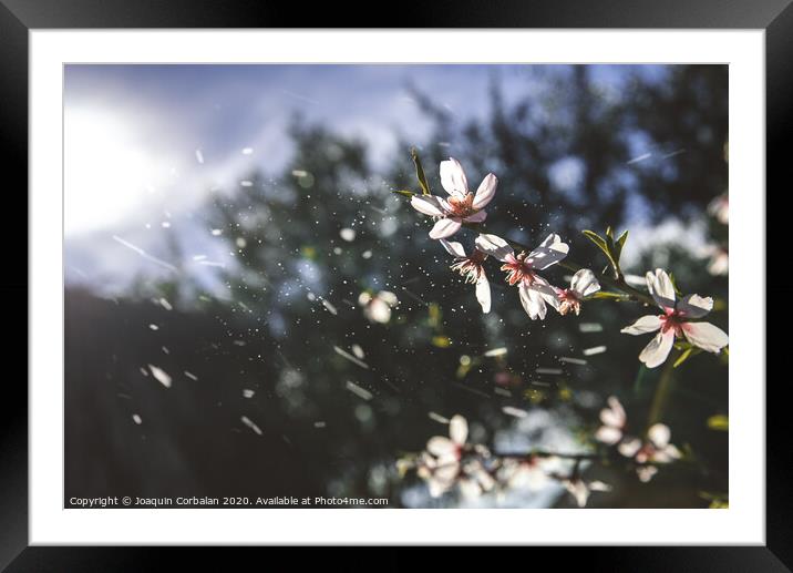 Almond trees bloom with the arrival of spring, soft background image of feminine colors. Framed Mounted Print by Joaquin Corbalan