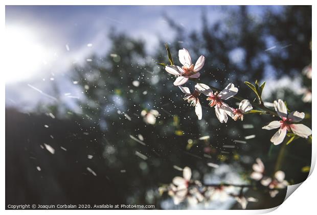 Almond trees bloom with the arrival of spring, soft background image of feminine colors. Print by Joaquin Corbalan