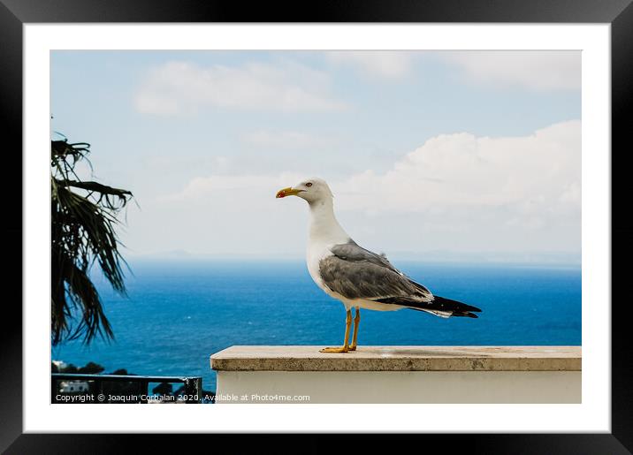 Seagull posing for the photographer with the background of the blue mediterranean sea. Framed Mounted Print by Joaquin Corbalan