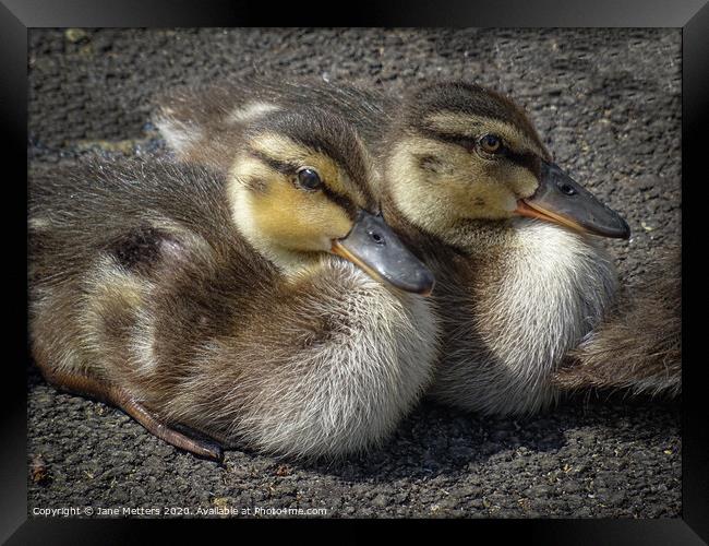 Cute Ducklings  Framed Print by Jane Metters