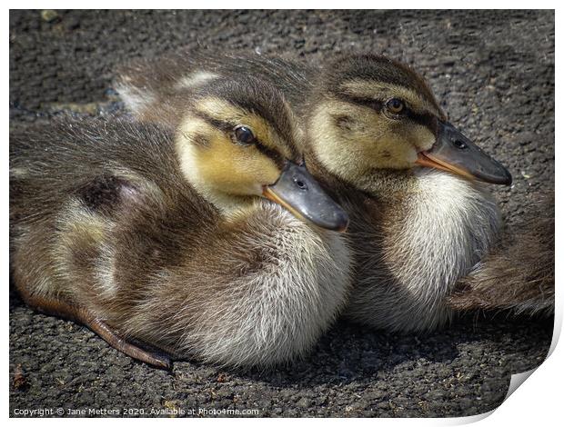 Cute Ducklings  Print by Jane Metters