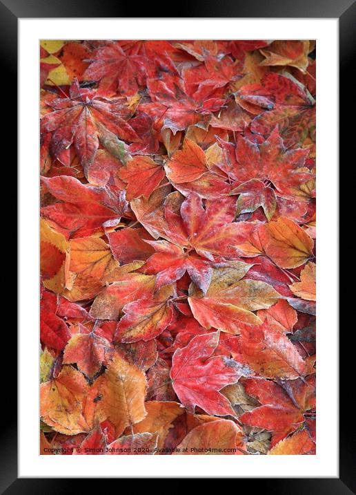 Frosted autumn leaves Framed Mounted Print by Simon Johnson