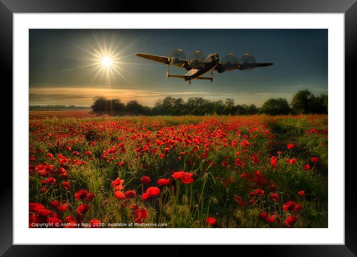Avro Lancaster over Poppy Fields  Framed Mounted Print by Anthony Rigg