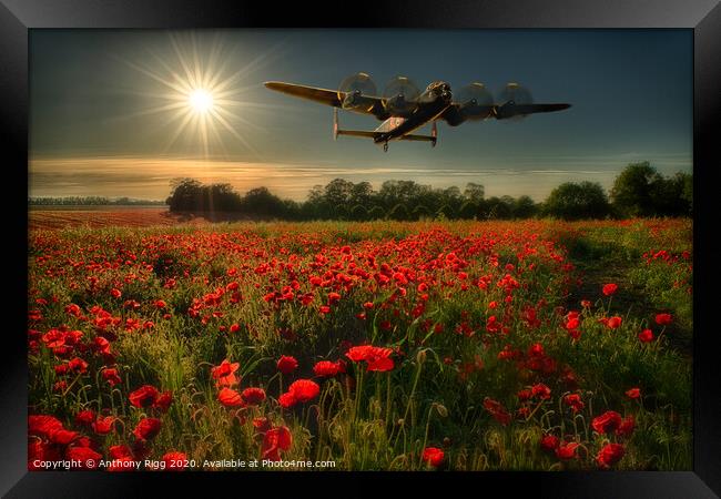 Avro Lancaster over Poppy Fields  Framed Print by Anthony Rigg