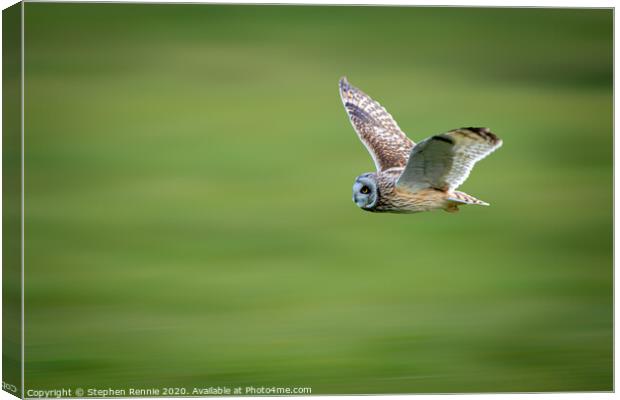 Short-eared owl in flight Canvas Print by Stephen Rennie
