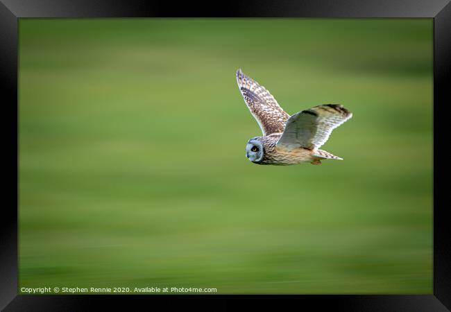 Short-eared owl in flight Framed Print by Stephen Rennie