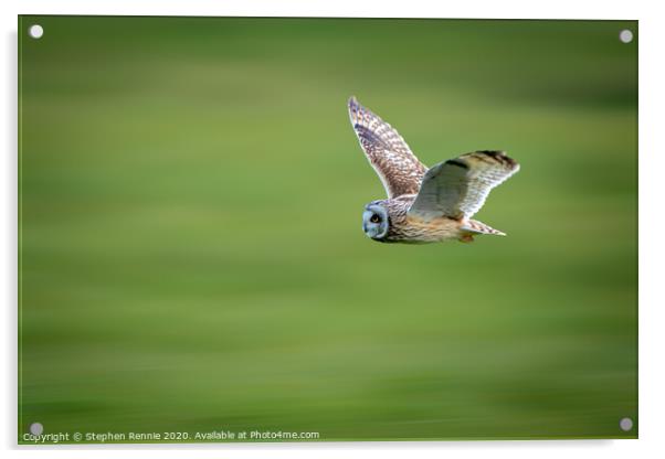 Short-eared owl in flight Acrylic by Stephen Rennie