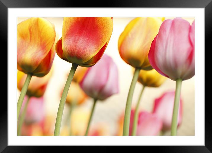 Tulip - Impressions 1 Framed Mounted Print by Martin Williams