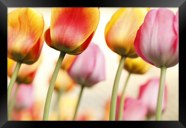 Tulip - Impressions 1 Framed Print by Martin Williams