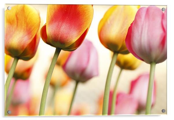 Tulip - Impressions 1 Acrylic by Martin Williams