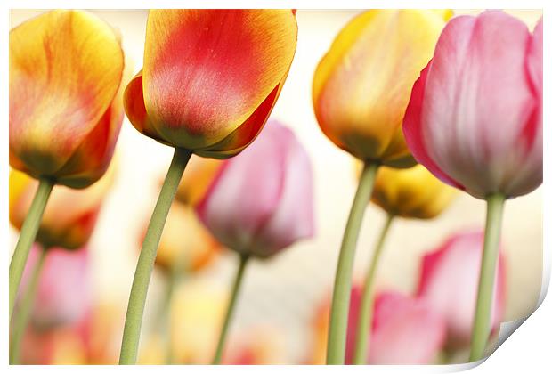 Tulip - Impressions 1 Print by Martin Williams