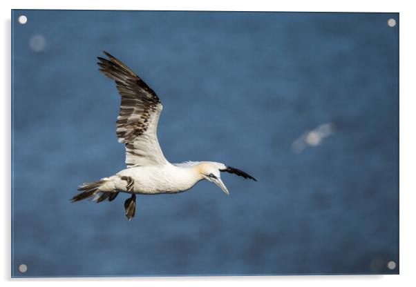 Northern gannet flying above the top of the cliff Acrylic by Jason Wells