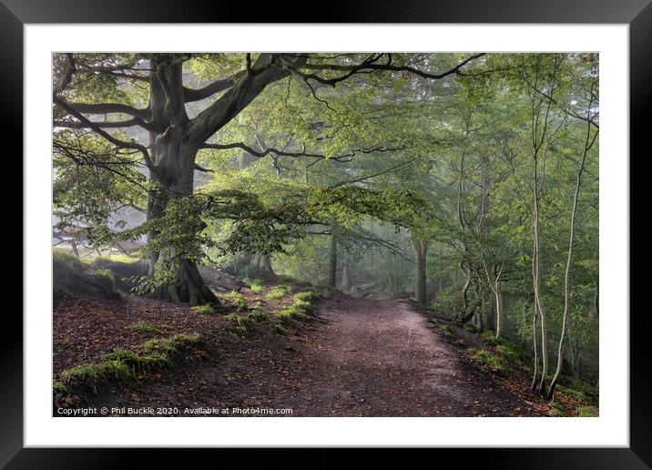 Misty Gelt Woods Framed Mounted Print by Phil Buckle