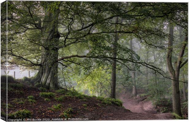 Mighty Gelt Woods Beech Canvas Print by Phil Buckle