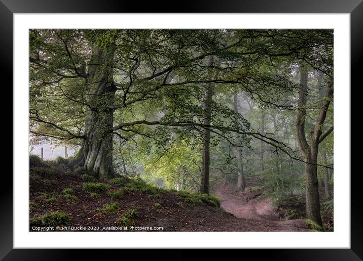 Mighty Gelt Woods Beech Framed Mounted Print by Phil Buckle