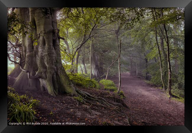 Gelt Woods Framed Print by Phil Buckle