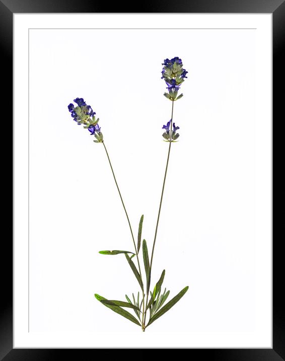 Lavender Framed Mounted Print by David Jeffery