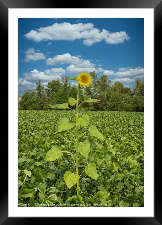 Sunflower Framed Mounted Print by Sergio Delle Vedove