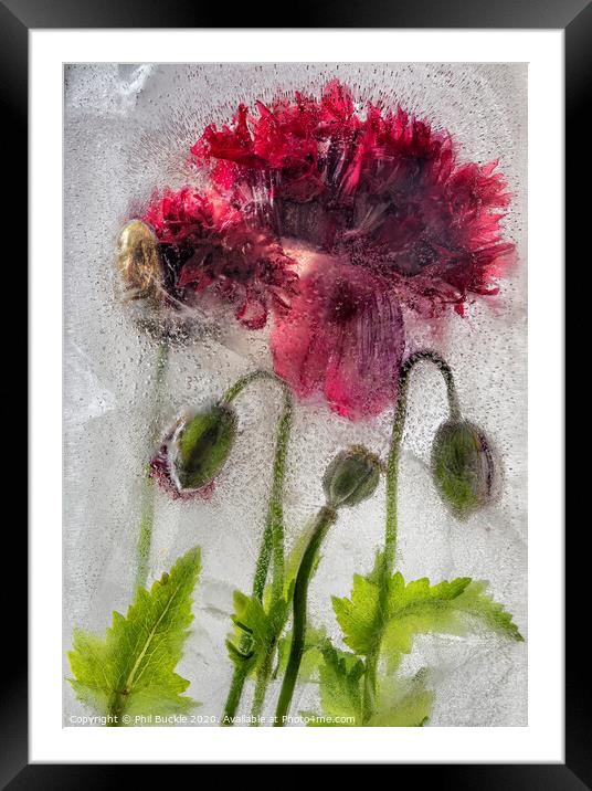 Frozen Poppies Framed Mounted Print by Phil Buckle