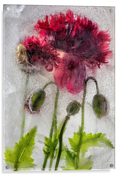 Frozen Poppies Acrylic by Phil Buckle