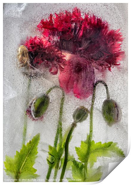 Frozen Poppies Print by Phil Buckle