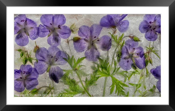 Geranium flowers in ice Framed Mounted Print by Phil Buckle