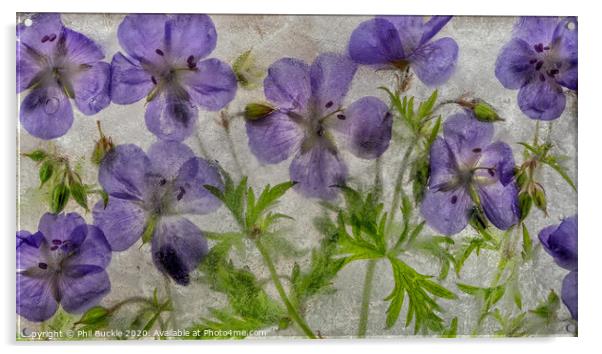 Geranium flowers in ice Acrylic by Phil Buckle