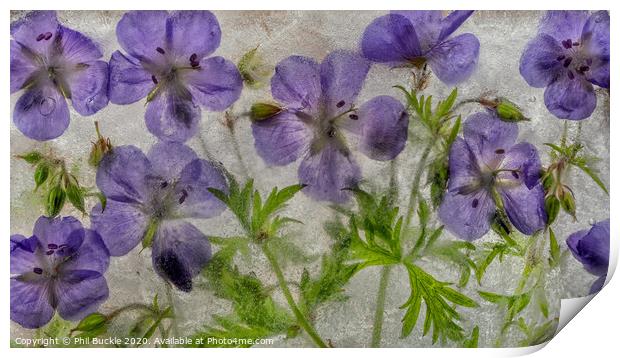 Geranium flowers in ice Print by Phil Buckle