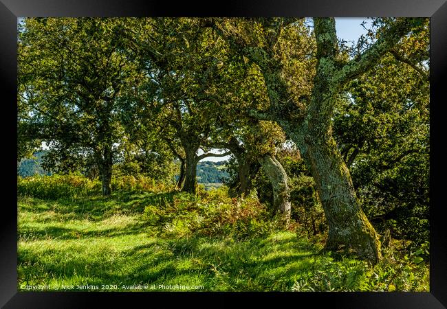 Oak trees around a local hillfort near Cardiff  Framed Print by Nick Jenkins