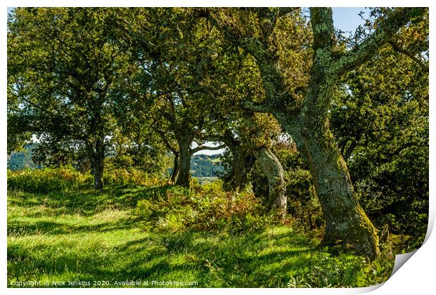 Oak trees around a local hillfort near Cardiff  Print by Nick Jenkins