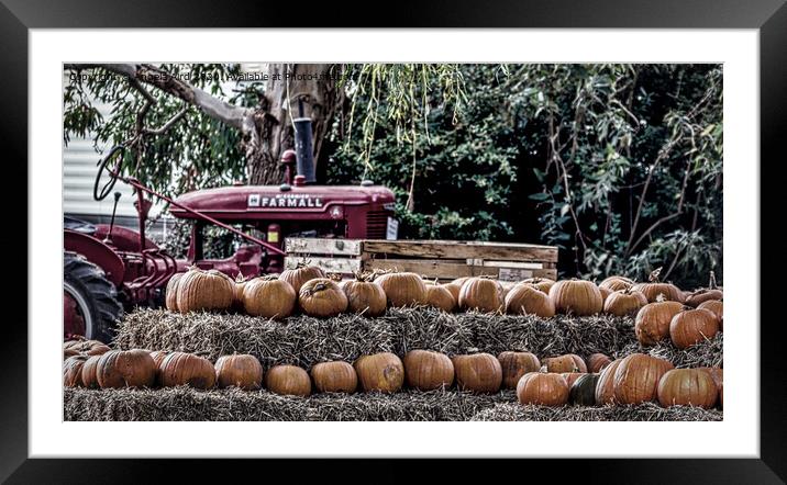 Pumpkin Harvest. Framed Mounted Print by Angela Aird